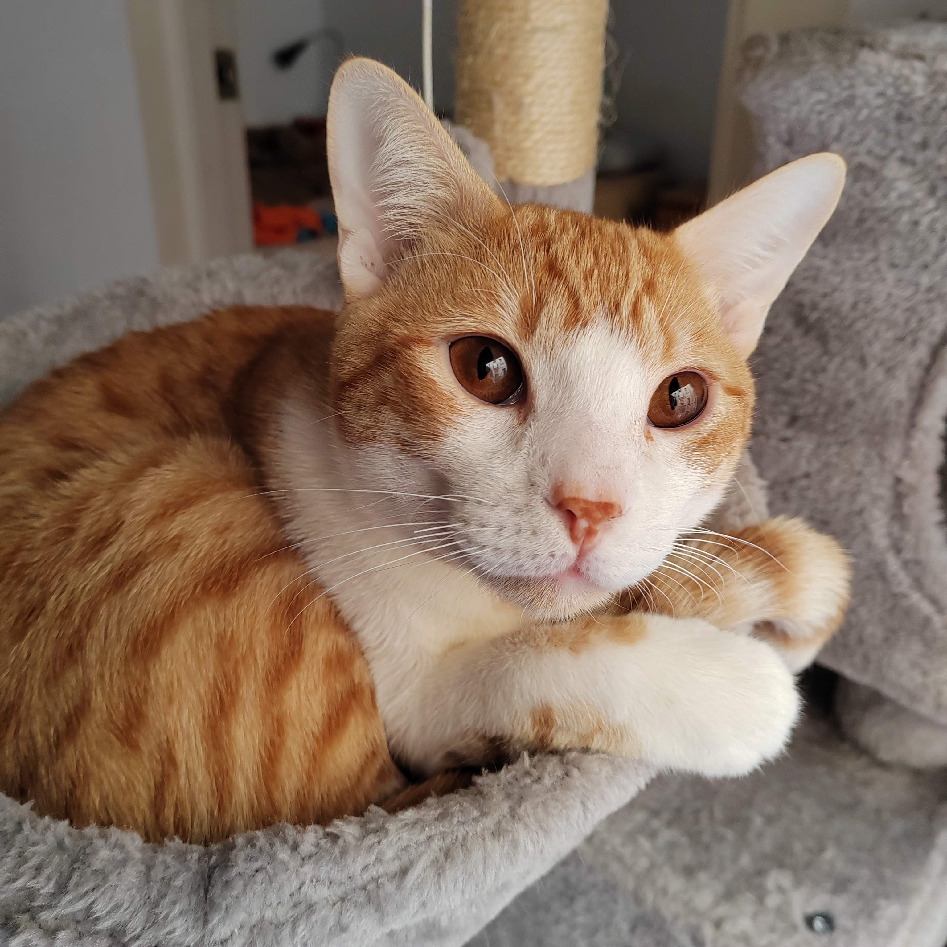 La scelta della lettiera ideale: il segreto per un gatto felice e una casa pulita