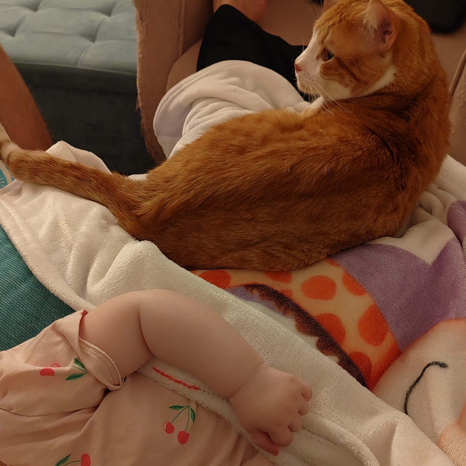I gatti possono diventare protettivi con un neonato? La mia esperienza con Picky e Vermouth